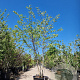 Cercis canadensis 250-300 cm container meerstammig