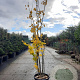 Cercis canadensis 300-350 cm cont. 80L meerstammig