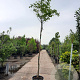Cercis canadensis 200 cm stam container 8-10