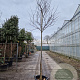 Cercis can. 'Forest Pansy' 200 cm stam container 10-12 lei 150x120