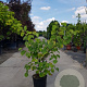 Cercis siliquastrum 100-125 cm container meerstammig