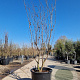 Cercis siliquastrum 250-300 cm container meerstammig
