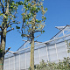 Cercis siliquastrum 200 cm stam container 20-25 leiboom