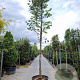 Cercis siliquastrum 220 cm stam container 20-25