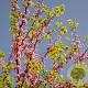 Cercis siliquastrum 8-10 HO container