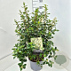 Escallonia 'Iveyi' 60-80 cm 10L
