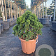 Chamaecyparis o. 'Nana Gracilis' 60-70 cm 30L
