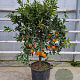 Citrus reticulata 100-110 cm 20L stam