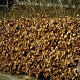 Fagus sylvatica 8-10 HO container