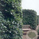 Fagus sylvatica 8-10 HO container