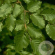 Fagus sylvatica 8-10 HO container