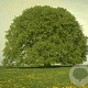 Fagus sylvatica 8-10 HO container