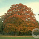 Fagus sylvatica 8-10 HO container