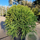 Cryptomeria j. 'Globosa Nana' 40-50 cm 15L