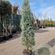 Cupressus ariz. 'Fastigiata' 200-250 cm 30L