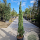 Cupressus semp. 'Pyramidalis' 125-150 cm container meerstammig