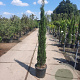 Cupressus semp. 'Pyramidalis' 175-200 cm container meerstammig