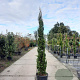 Cupressus semp. 'Pyramidalis' 175-200 cm container meerstammig