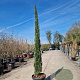 Cupressus semp. 'Pyramidalis' 200-250 cm container meerstammig
