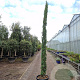 Cupressus semp. 'Pyramidalis' 350-400 cm container