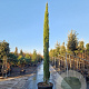 Cupressus semp. 'Pyramidalis' 400-450 cm cont. 130L