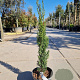 Cupressus semp. 'Totem' 60-80 cm 3,0L