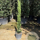 Cupressus semp. 'Totem' 100-125 cm container