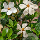 Gardenia jasm. 'Kleim's Hardy' 60-80 cm 40L struik