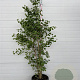 Ginkgo biloba 150-175 cm container meerstammig