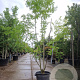 Gleditsia triacanthos inermis 300-350 cm container meerstammig