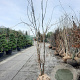 Gleditsia triac. 'Sunburst' 250-300 cm draadkluit meerstammig solitair