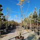 Gleditsia triac. 'Sunburst' 250-300 cm container meerstammig