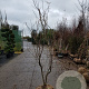 Gleditsia triac. 'Sunburst' 300-350 cm draadkluit meerstammig solitair