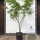 Gleditsia triac. 'Sunburst' 300-350 cm container meerstammig