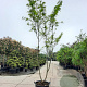 Gleditsia triac. 'Sunburst' 400-450 cm container
