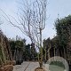Gleditsia triac. 'Sunburst' 450-500 cm draadkluit