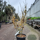 Hamamelis int. 'Arnold Promise' 100-125 cm container meerstammig