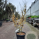 Hamamelis int. 'Arnold Promise' 100-125 cm container meerstammig