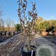 Hamamelis int. 'Orange Peel' 100-125 cm 30L