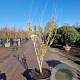 Hamamelis int. 'Westerstede' 125-150 cm container meerstammig