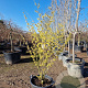 Hamamelis int. 'Westerstede' 150-175 cm container meerstammig
