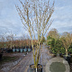 Hamamelis int. 'Westerstede' 250-300 cm container Multistam