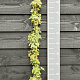 Hedera hel. 'Goldchild' 150-175 cm vierkant rond 5,5L