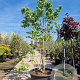 Heptacodium miconioides 250-300 cm container meerstammig