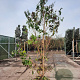 Heptacodium miconioides 300-350 cm draadkluit meerstammig solitair