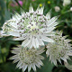 Astrantia major GM P9