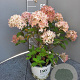 Hydrangea pan. Little Lime 20-25 cm 3,0L