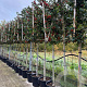 Ilex 'Nellie R. Stevens' 10-12 HA 50L 140 cm stam lei 140x120