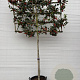 Ilex 'Nellie R. Stevens' 10-12 HA 50L 140 cm stam lei 140x120