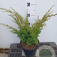 Juniperus chin. 'Blaauw' 25-30 cm 3,0L